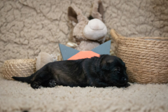 Femelle collier Orange