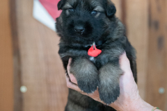 Femelle collier Rouge