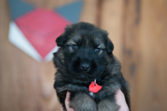 Femelle collier Rouge