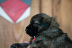 Femelle collier Rouge