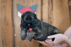 Femelle collier Rouge