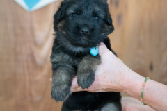 Femelle collier Bleu