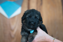 Femelle collier Bleu