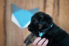 Femelle collier Bleu