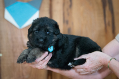 Femelle collier Bleu