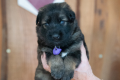 Femelle collier Violet