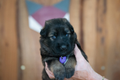 Femelle collier Violet
