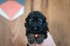 Femelle collier Orange