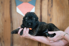 Femelle collier Orange