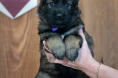 Femelle collier Violet