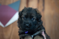 Femelle collier Violet