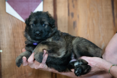 Femelle collier Violet