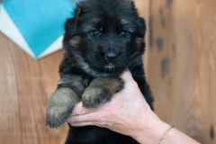 Femelle collier Bleu