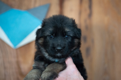 Femelle collier Bleu