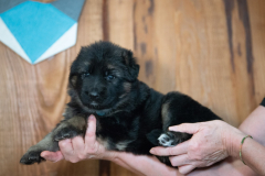 Femelle collier Bleu