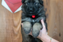 Femelle collier Rouge