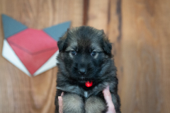 Femelle collier Rouge