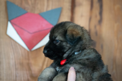 Femelle collier Rouge