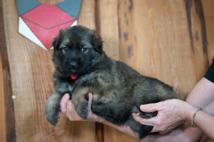 Femelle collier Rouge