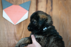Femelle collier Orange