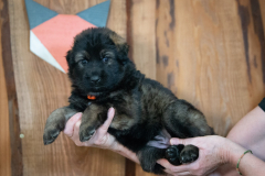 Femelle collier Orange