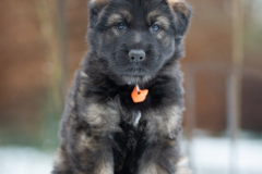 Femelle collier Orange