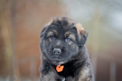 Femelle collier Orange