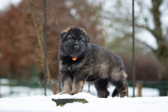 Femelle collier Orange