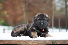 Femelle collier Orange