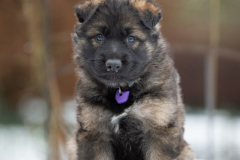 Femelle collier Violet