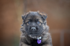 Femelle collier Violet
