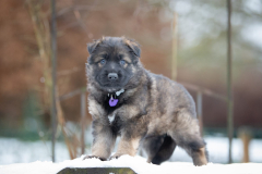 Femelle collier Violet