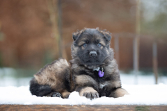 Femelle collier Violet
