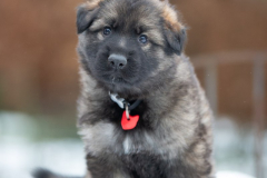 Femelle collier Rouge