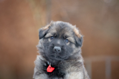 Femelle collier Rouge