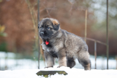 Femelle collier Rouge