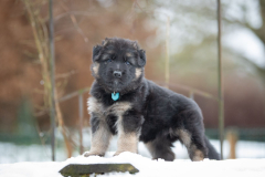 Femelle collier Bleu