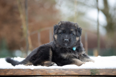 Femelle collier Bleu
