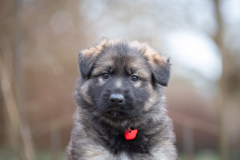 Femelle collier Rouge