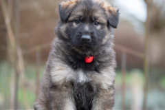 Femelle collier Rouge