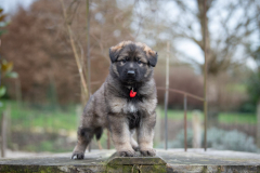 Femelle collier Rouge