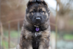 Femelle collier Violet