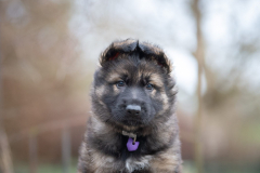 Femelle collier Violet