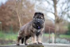 Femelle collier Violet