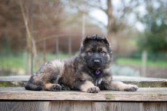 Femelle collier Violet