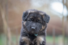 Femelle collier Bleu