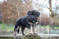 Femelle collier Bleu