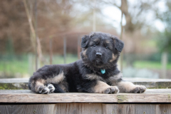 Femelle collier Bleu