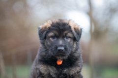 Femelle collier Orange