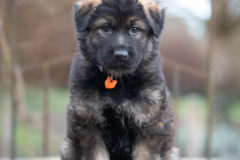 Femelle collier Orange